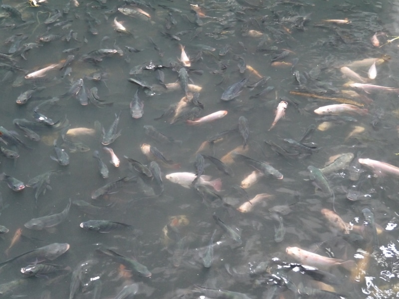 Exotic Fish Take Over Abandoned Bangkok Mall Basement - Renegade Travels